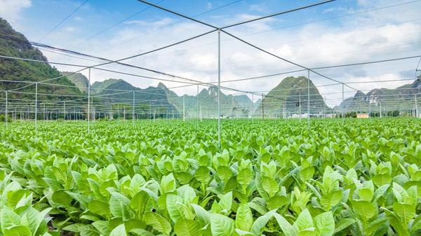 雪茄烟长势良好。陆亚春 摄 雪茄烟长势良好。陆亚春 摄