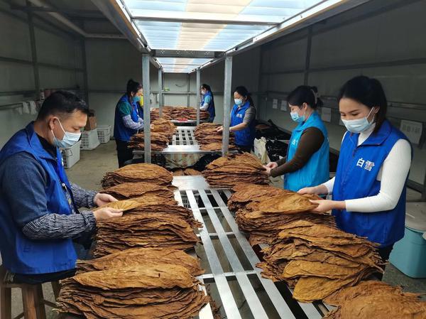 雪茄烟收购分级现场。崔继华 摄 雪茄烟收购分级现场。崔继华 摄