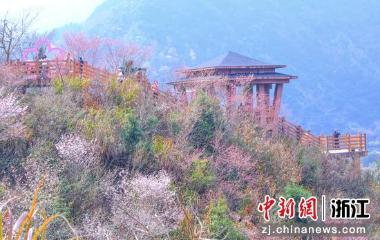 磐安县安文街道东川野樱谷。金惠菊&nbsp;供图