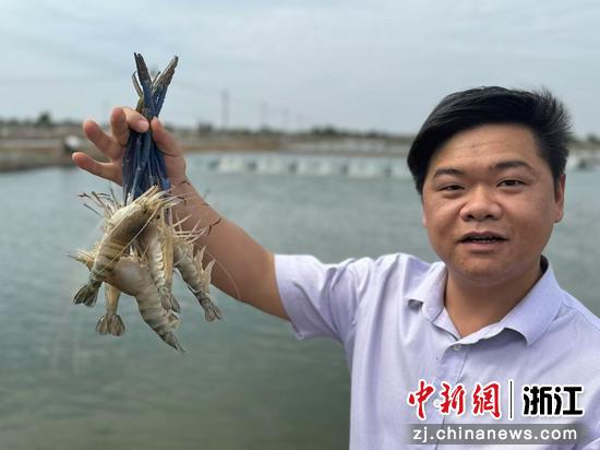 高强展示浙江省淡水水产研究所养殖的沼虾。受访者供图