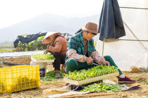 靖西市化侗镇八德村烟农正在剪叶。王国文 摄 靖西市化侗镇八德村烟农正在剪叶。王国文 摄