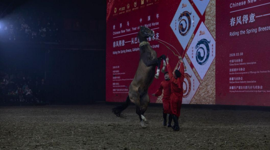 野马集团汗血马基地的骑手展示“起扬”动作e