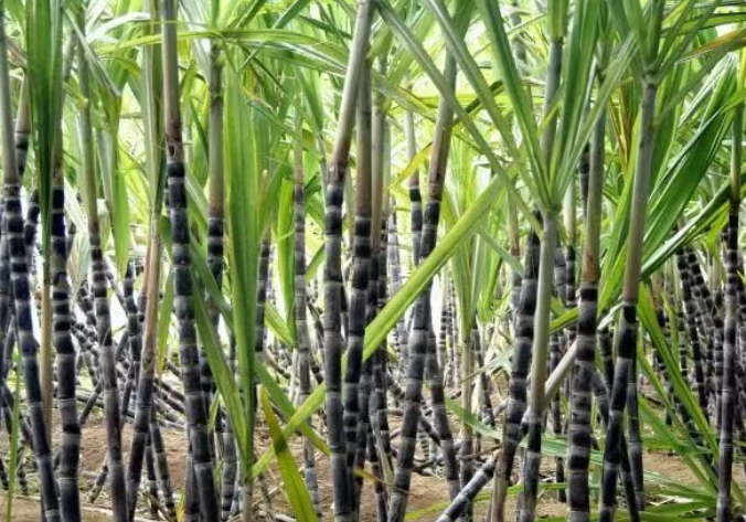 新疆兵团：设施农业提质增效助力民众四季增收