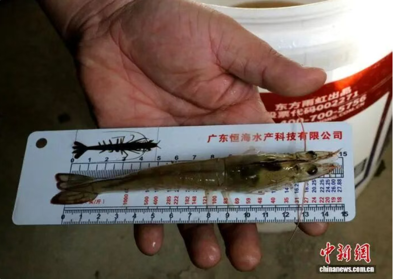 新疆新星市首批南美白对虾上市