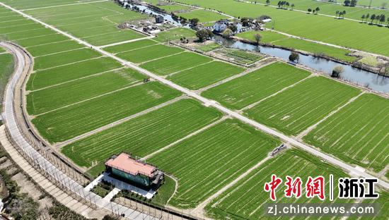 浙江省嘉善县农田风光。嘉善县委宣传部供图 浙江省嘉善县农田风光。嘉善县委宣传部供图