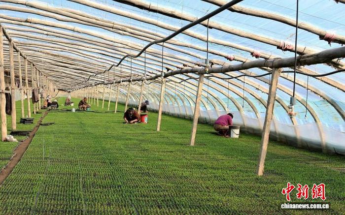 民众正抢抓农时开展辣椒定苗作业。库尔班江·奴热合买提 摄