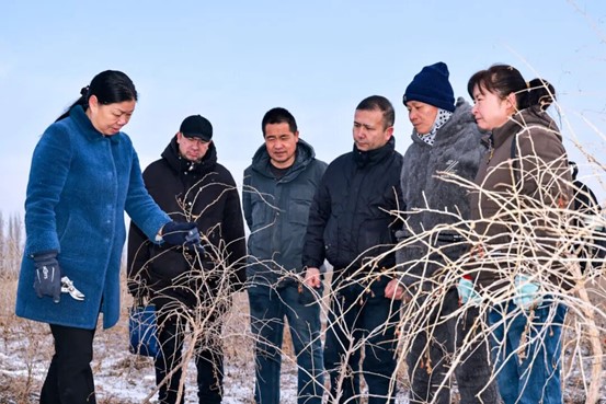 2月28日，精河县枸杞种植基地一派繁忙，工人们抢抓农时修剪枝条，确保春耕生产顺利进行。赛永杰 摄