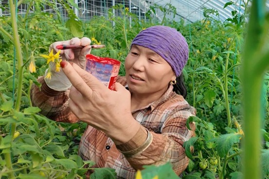 3月6日，在精河工业园区新疆雪里红农业种植专业合作社的蔬菜大棚内，普罗旺斯西红柿迎来花期，工作人员正抢抓农时，有序开展授粉作业。曼热帕·阿迪力江拍 摄