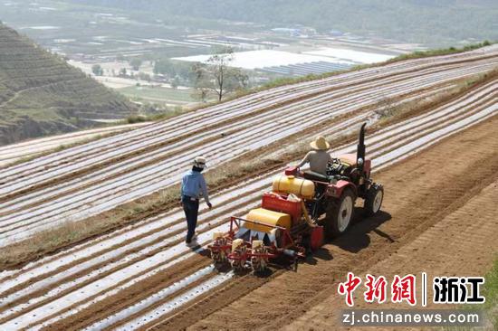 甘肃积石山玉米科技小院。&nbsp;谦寻&nbsp;供图