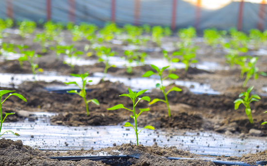 22f08451481a802676e7b621c3a9c0d6