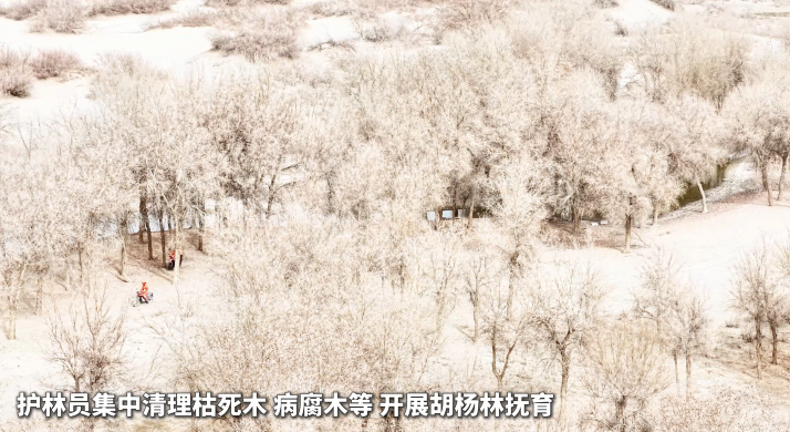 新疆洛浦：科学抚育胡杨林 提升森林健康水平