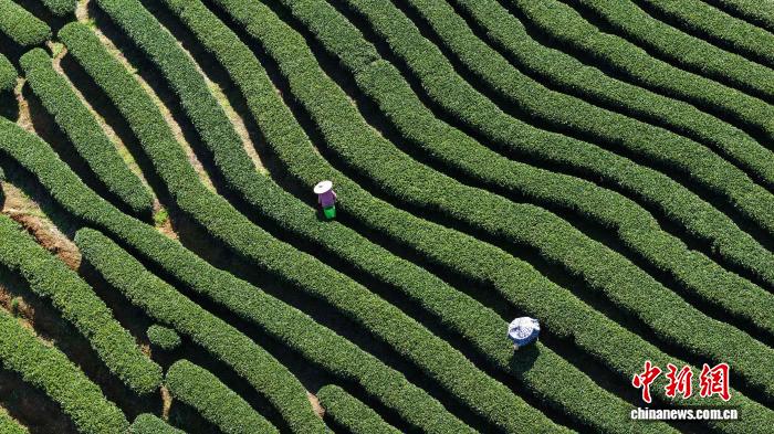广西三江：春到茶乡采茶忙