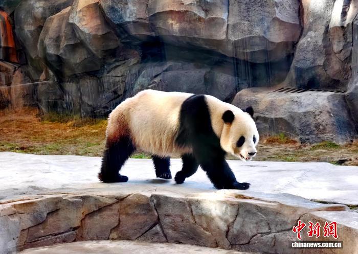 国宝萌动边城 乌鲁木齐水上乐园大熊猫馆打卡者络绎不绝