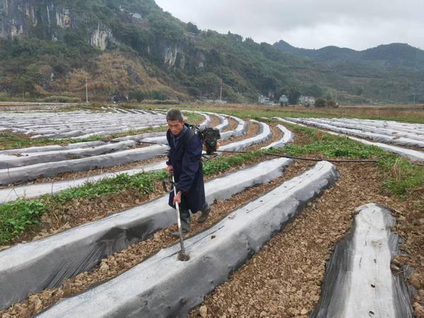 图为烟农李英妹正在抢抓农时开展膜上打孔作业。黄文慧 摄