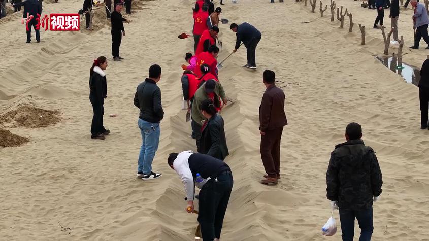 塔克拉玛干沙漠机械植绿 5秒种下一棵树