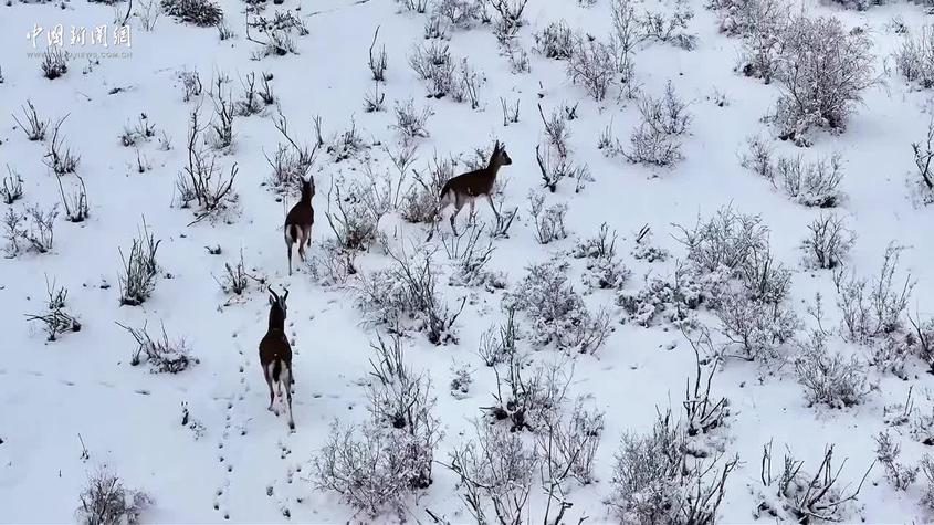 新疆：寒潮降雪后无人机捕捉到鹅喉羚踪迹