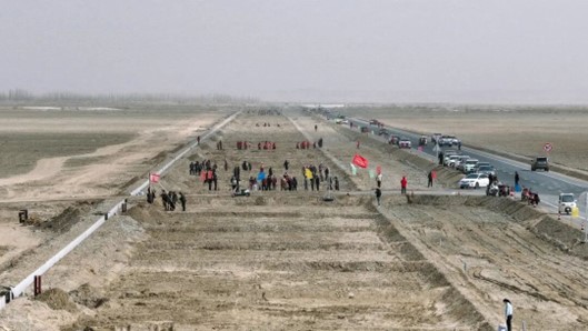 叶城县：干部群众齐植树 共筑绿色生态梦