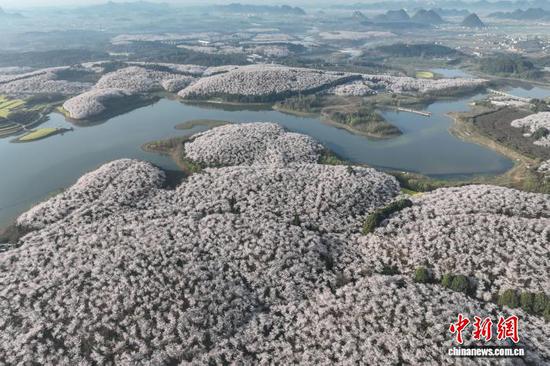 3月12日,航拍贵州贵安樱花园。中新社记者 瞿宏伦 摄 3月12日,航拍贵州贵安樱花园。中新社记者 瞿宏伦 摄