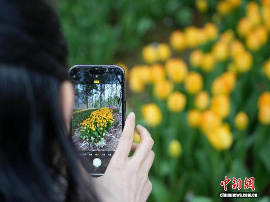 图为3月14日,游客在龙架山国家森林公园里拍摄郁金香。石小杰 摄 图为3月14日,游客在龙架山国家森林公园里拍摄郁金香。石小杰 摄