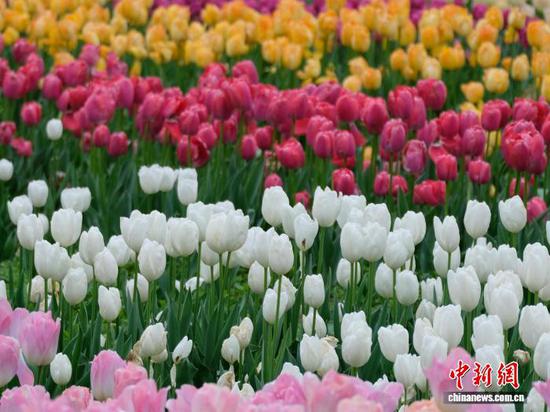 图为3月14日,龙架山国家森林公园里盛开的郁金香。石小杰 摄 图为3月14日,龙架山国家森林公园里盛开的郁金香。石小杰 摄