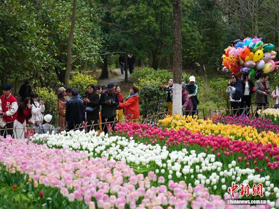 图为3月14日,游客在龙架山国家森林公园里观赏郁金香。石小杰 摄 图为3月14日,游客在龙架山国家森林公园里观赏郁金香。石小杰 摄