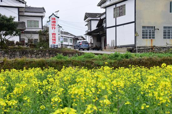 香凤协作助力凤冈大米特色产业发展。凤冈县进化镇临江村“稻油轮作”基地一景。饶云  摄