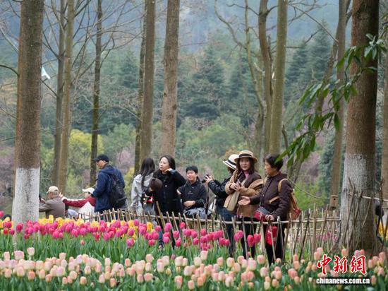 图为3月14日,游客在龙架山国家森林公园里观赏郁金香。石小杰 摄 图为3月14日,游客在龙架山国家森林公园里观赏郁金香。石小杰 摄