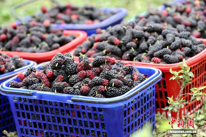 广西贵港：桑葚飘香迎丰收 农旅融合促振兴