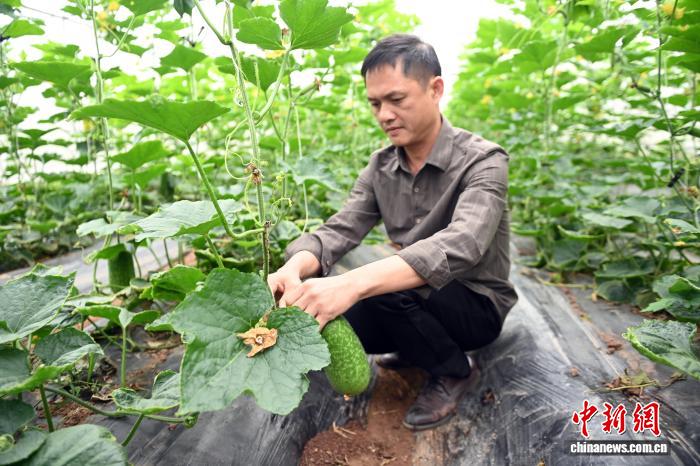 （走进中国乡村）南宁返乡青年“唤醒”丘陵沃土 种瓜香飘海外