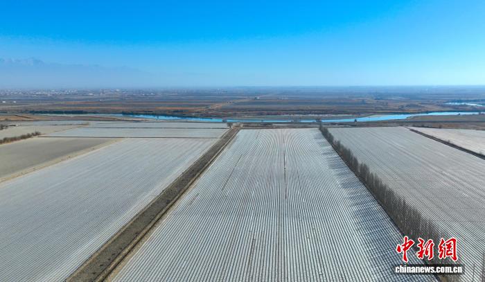 新疆焉耆垦区55.3万亩辣椒铺膜工作启动