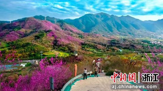 第四届紫荆花赏花活动现场。丽水经开区&nbsp;供图