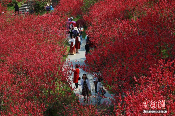 广西南宁桃花盛放引游人