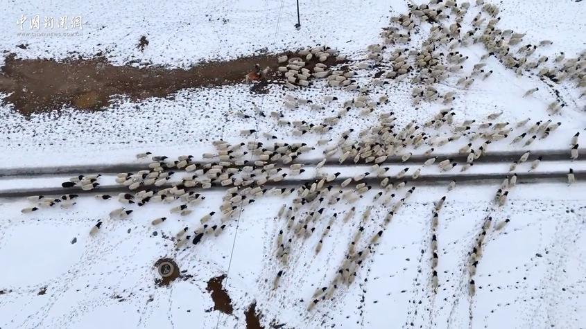 新疆：巴音布鲁克草原开启春季转场