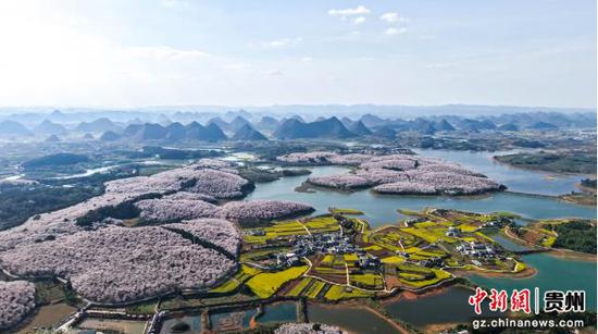 3月12日，航拍贵安樱花园。卢勇摄