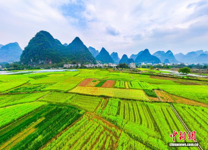 广西阳朔：油菜花开乡村美
