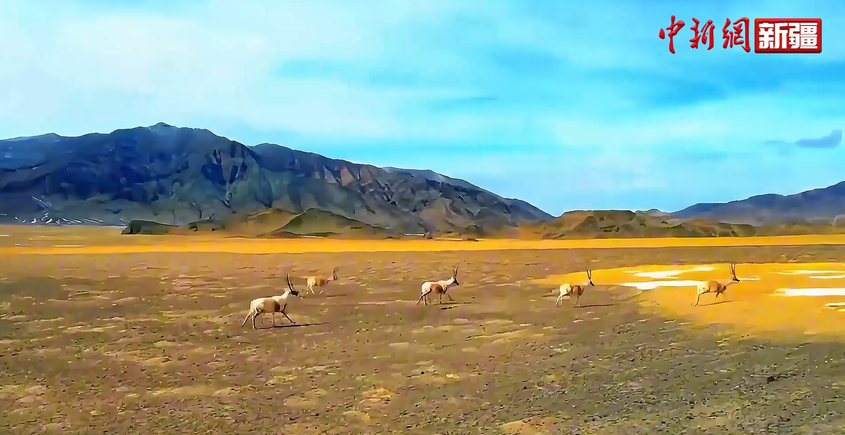阿尔金山：净土秘境上的生命赞歌