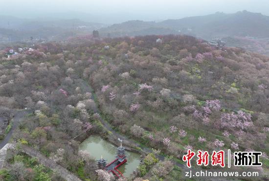 图为：航拍山间的樱花林。（无人机照片）中新社记者 王刚 摄