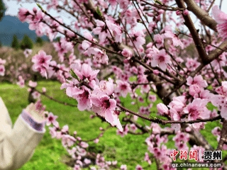 贵阳市乌当区偏坡布依族乡的田野间桃花盛开