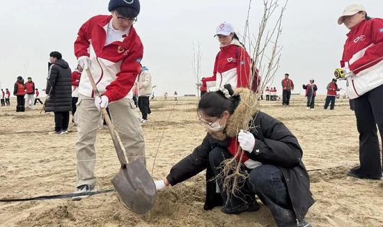 大家相互配合栽下一棵棵树苗。努尔古再丽 摄