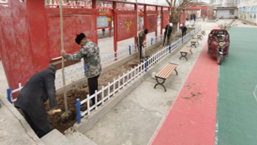 在村委会院内种植梧桐树。