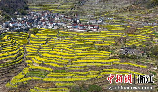 千亩梯田油菜花盛开。周佳&nbsp;供图
