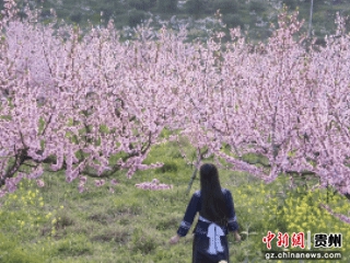 贵阳市乌当区偏坡布依族乡的田野间桃花盛开