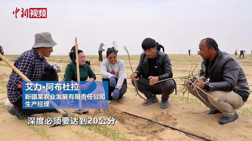 新疆于田县：林间套种构建立体生态种植模式