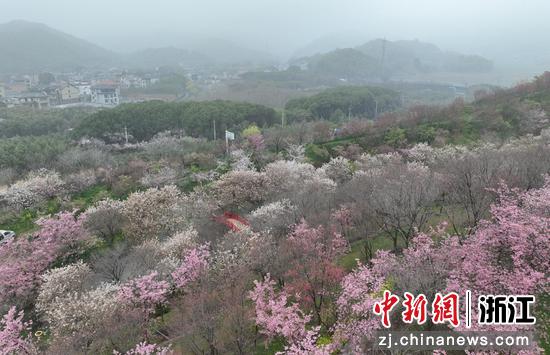 图为：大量樱花在山间盛放。（无人机照片）中新社记者 王刚 摄