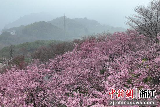 图为：山间樱花密集绽放。（无人机照片）中新社记者 王刚 摄
