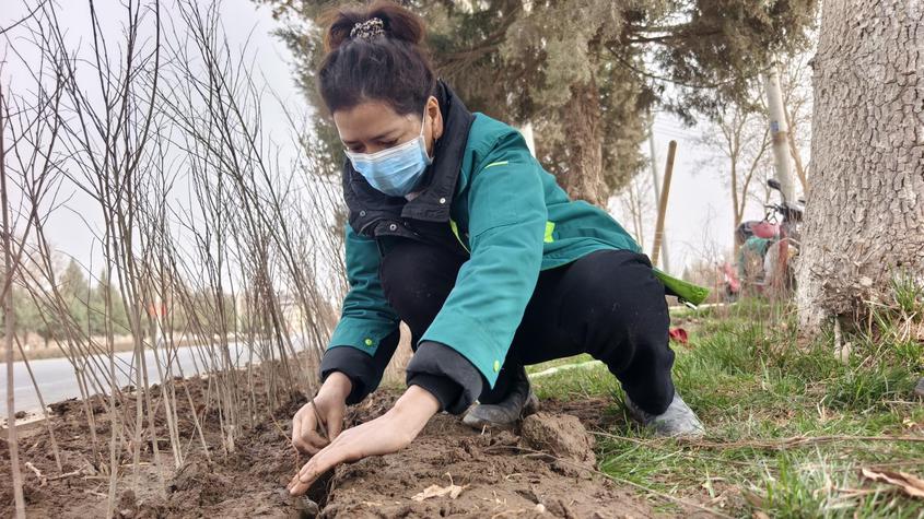 不负春日好时节 春季补植添新绿