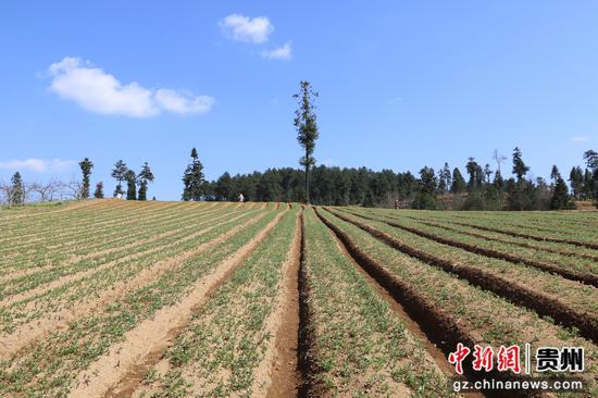 务工群众在管护太子参。朱胜攀 摄