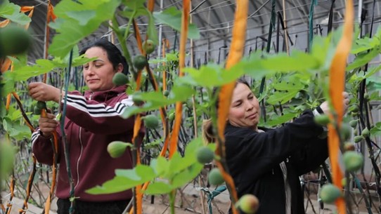 喀什大地，万象“耕”新！
