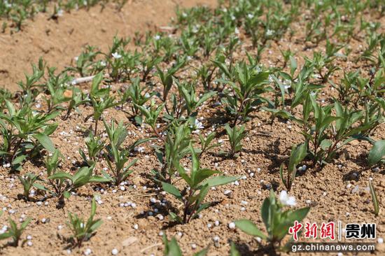 太子参长势喜人。朱胜攀 摄