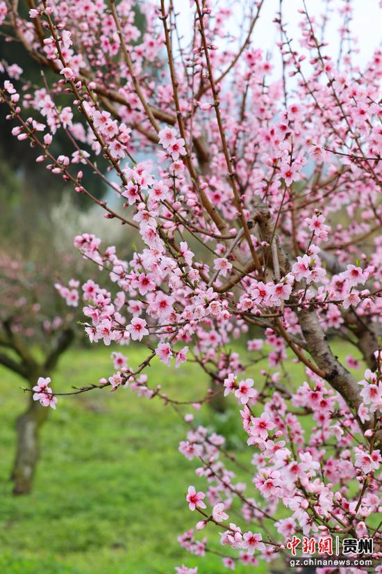 贵阳市乌当区偏坡布依族乡的田野间桃花盛开